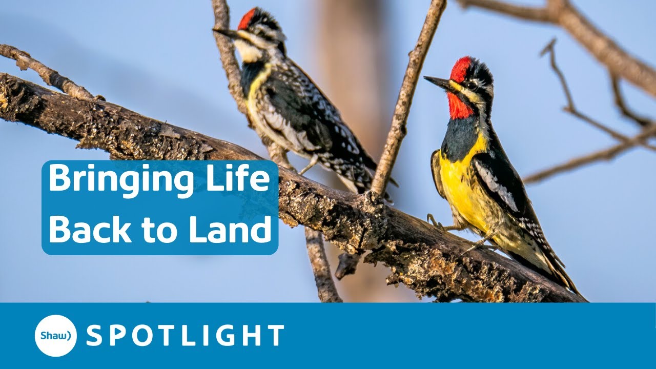 Restoring 71 Acres to a Wildlife Habitat