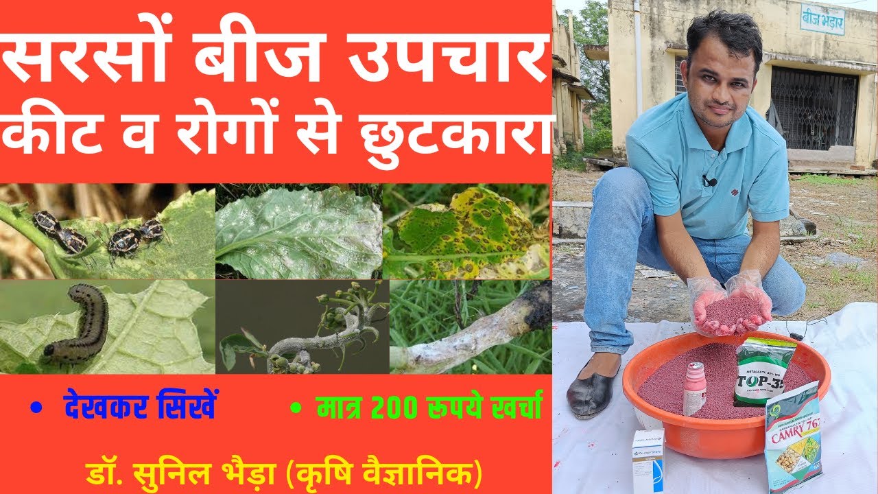 सरसों बीज उपचार-कीट व रोगों से छुटकारा-देखकर सिखें/Mustard Seed Treatment मात्र 200 रूपये खर्चा
