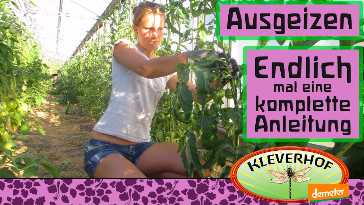 Tomaten eintriebig. Komplette Anleitung. Ausgeizen Teil 2