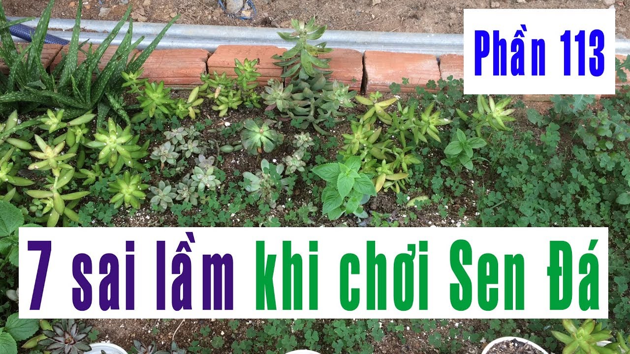 Phần 113: 7 Sai Lầm Khi Trồng Sen Đá Mà Bạn Mắc Phải