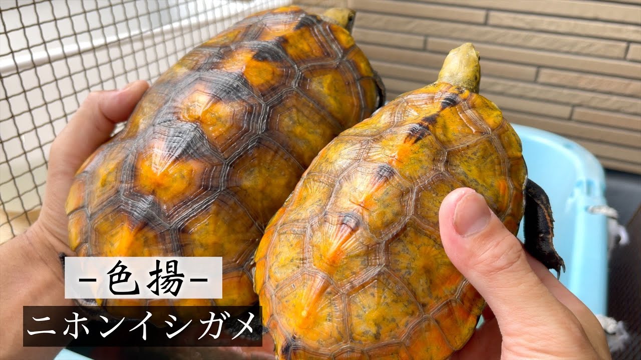 ニホンイシガメを餌に頼らず色揚げする方法