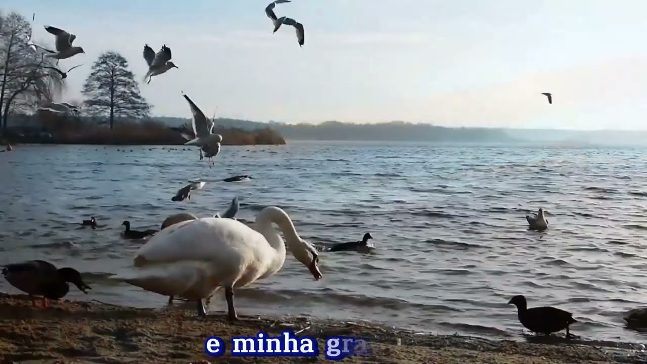 GLÓRIA A JESUS! ALELUIA! CÂNTICO 50 - EDNEI TEIXEIRA VOL. 05 - HINO CANTADO
