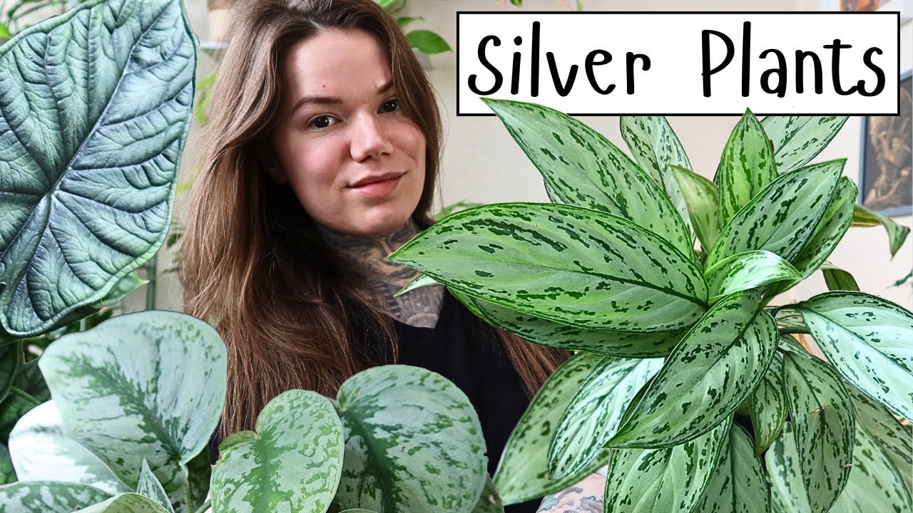All The BLUE/SILVER HOUSEPLANTS In My Collection!