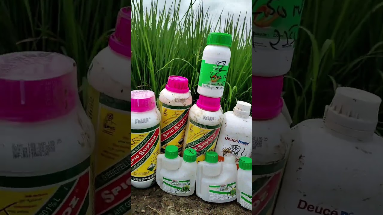 1st sprey start 🌾💯🦅#agriculturefarming #pb1886🌾🔝🦅#pb08farming #jattlifestudio #love #farming #jatt😎