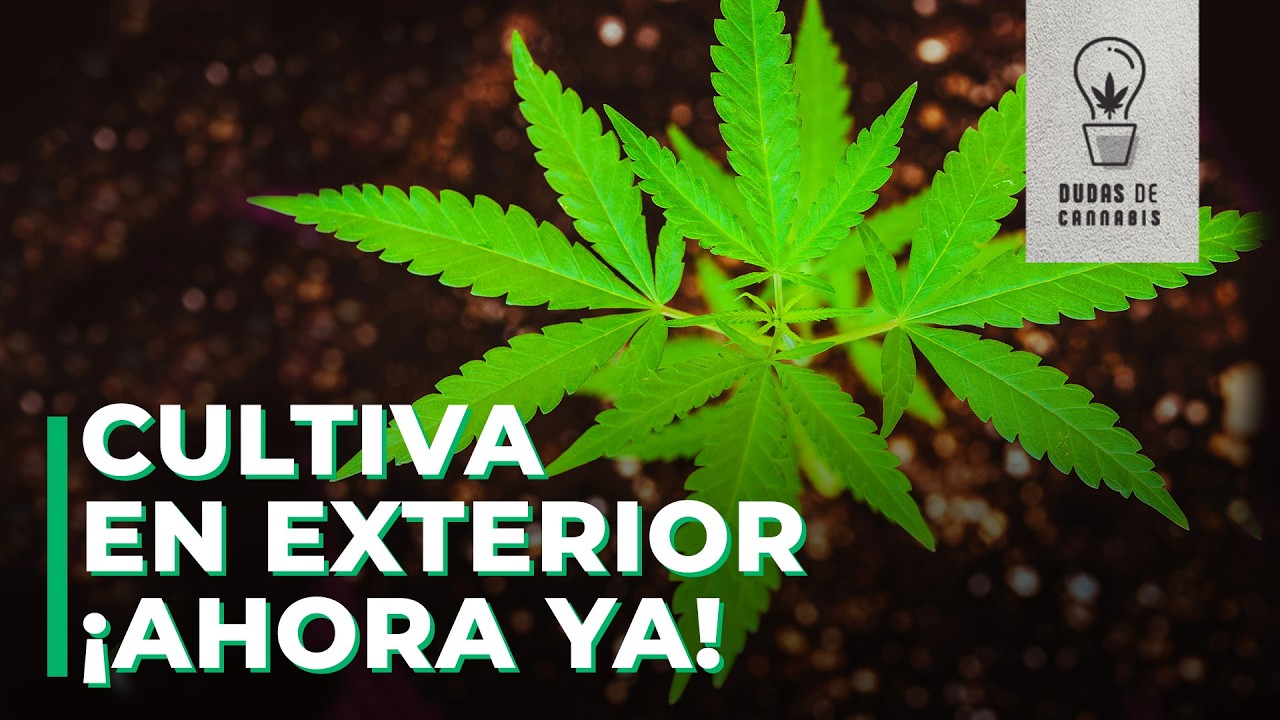 &iquest;C&Oacute;MO GERMINAR Y CUIDAR TUS PLANTAS LOS PRIMEROS D&Iacute;AS?