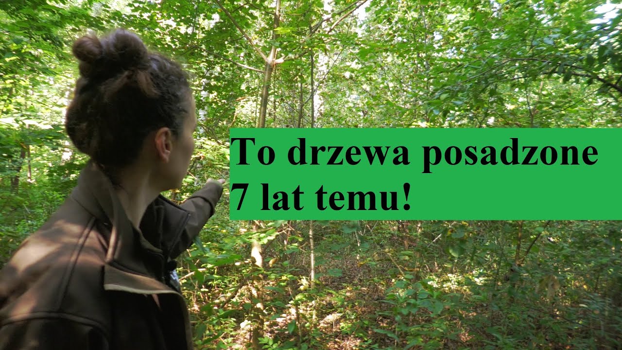 Gdzie posadzimy młode drzewa?