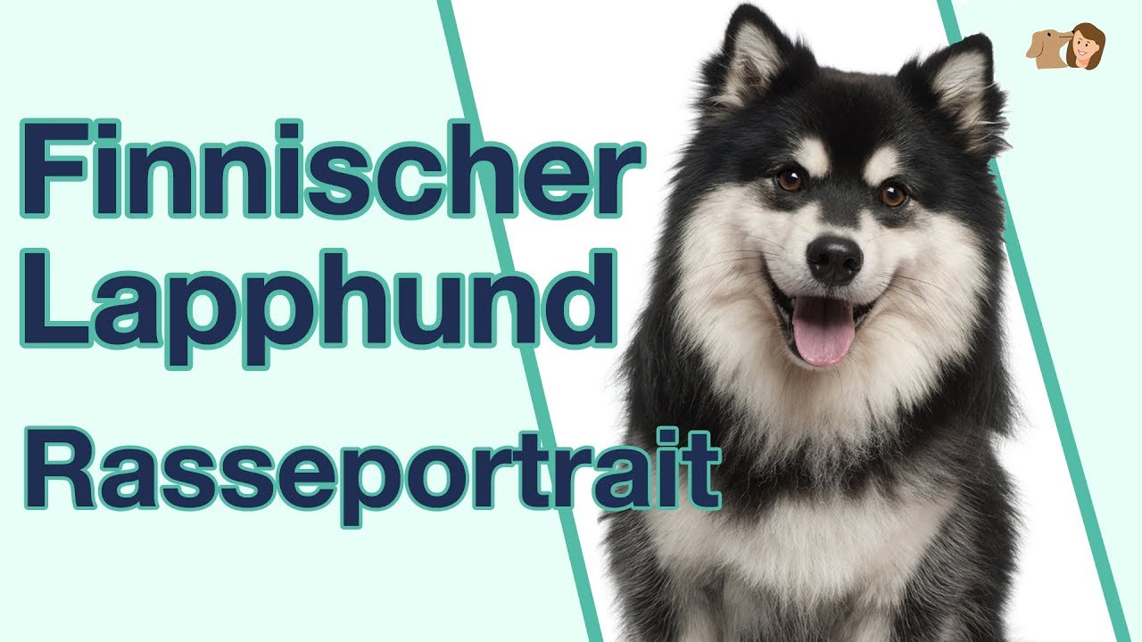 Finnischer Lapphund im Rasseportrait: Eine freundliche Hunderasse?