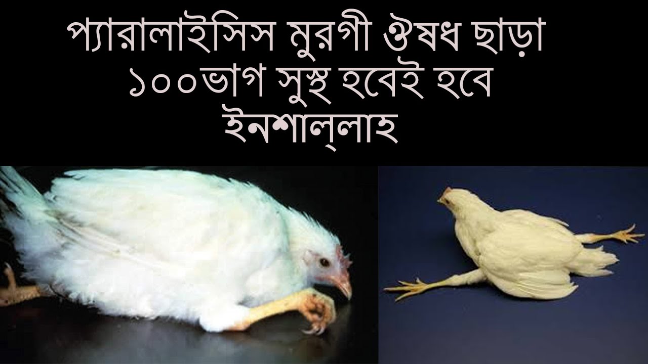 প্যারালাইসিস মুরগীকে ঔষধ ছাড়া ১০০% সুস্থ করার সহজ উপায়।