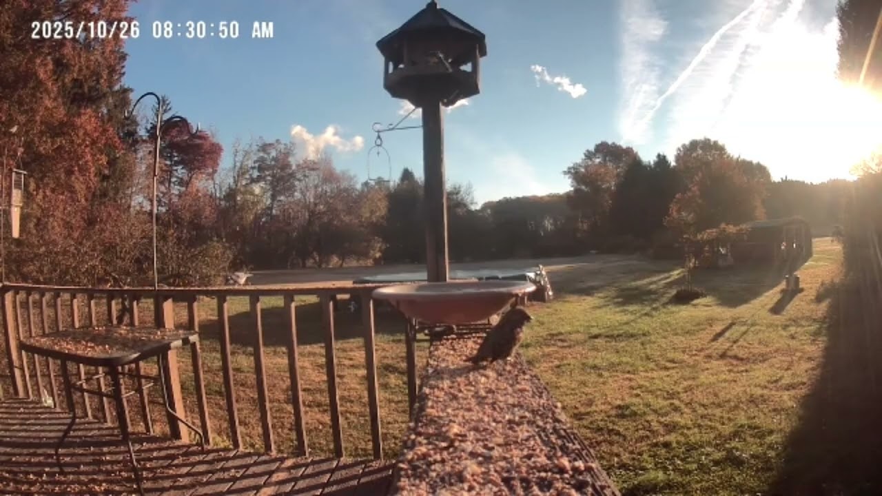 Archive Files of Birdbath Cam Compilation 20251027