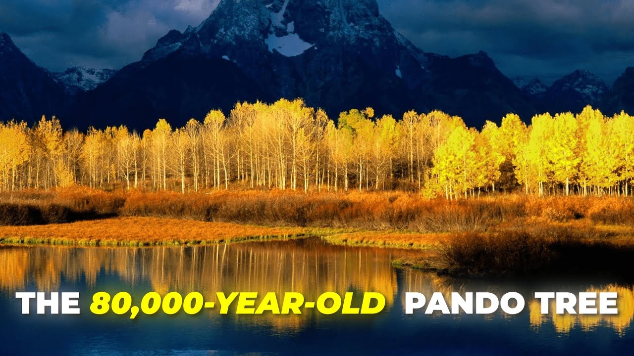 The Oldest Living Organism on Earth