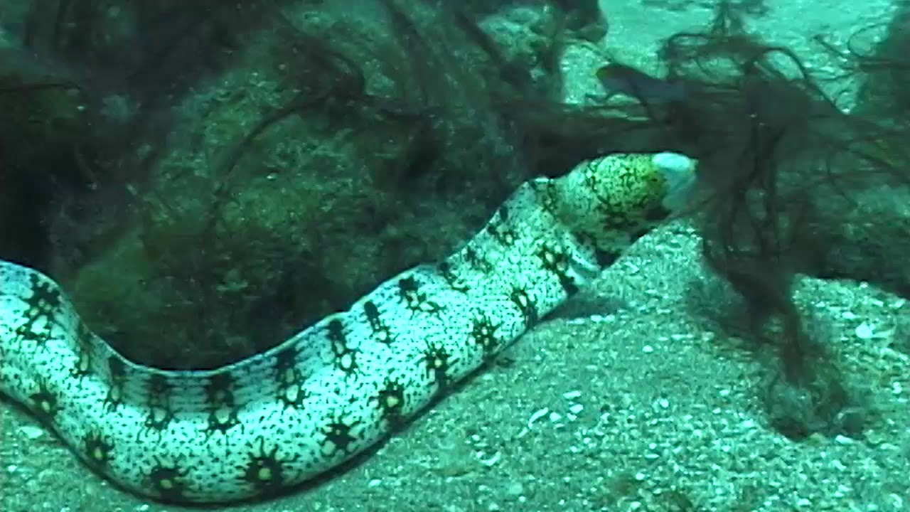 Maui Marine Life 2019