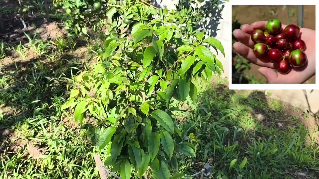30 variedades de Jabuticaba raras + frutíferas raras.