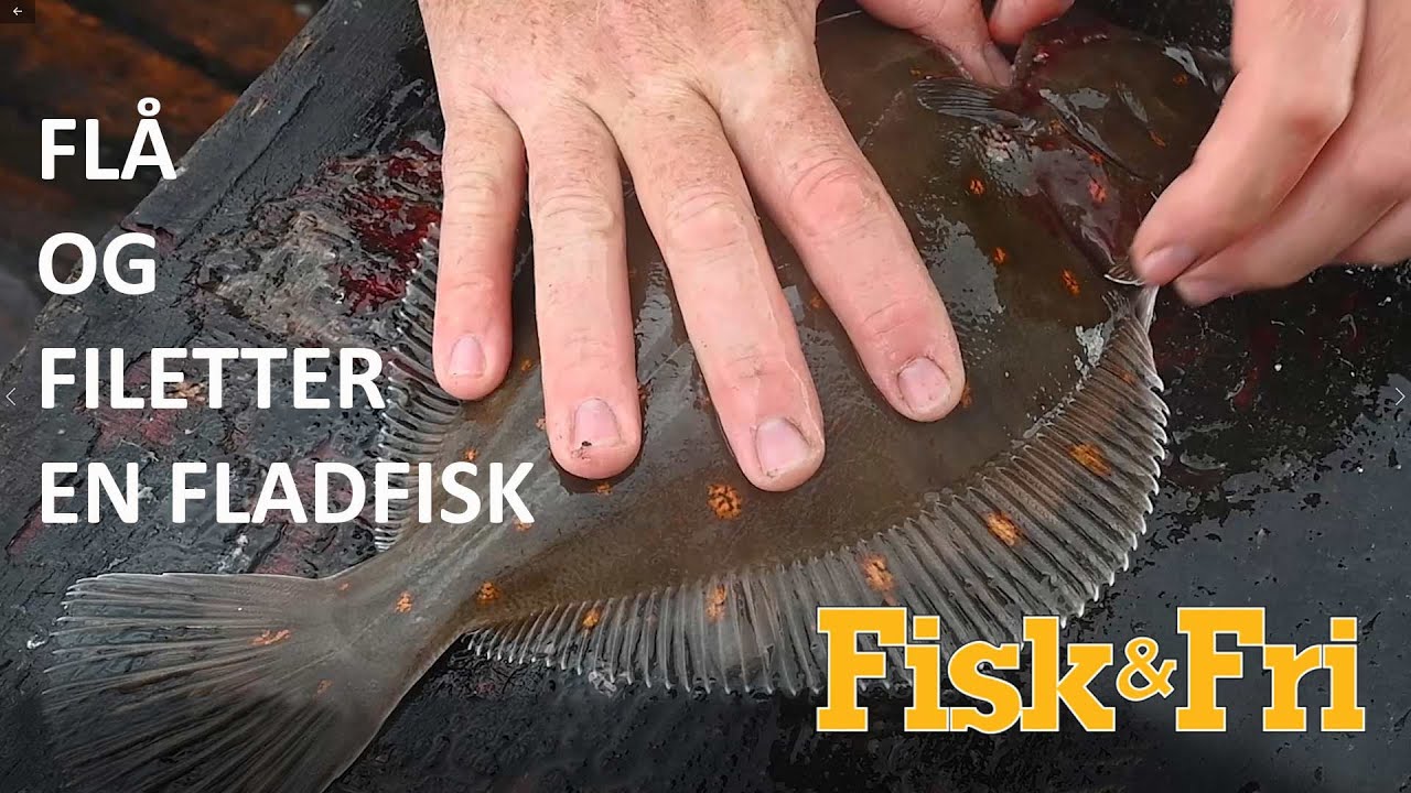 Sådan flår og filetterer du en fladfisk
