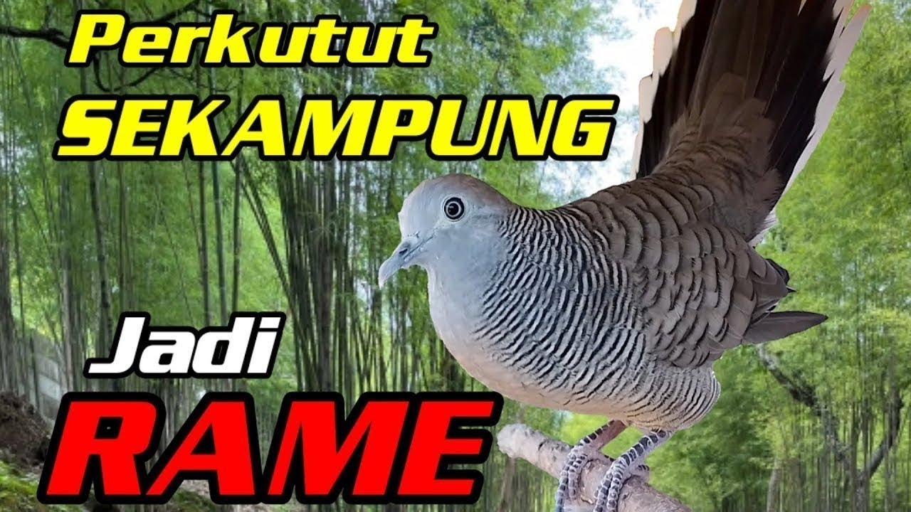 Perkutut lokal gacor NGOWAR ngayer bikin RAME perkutut Sekampung.