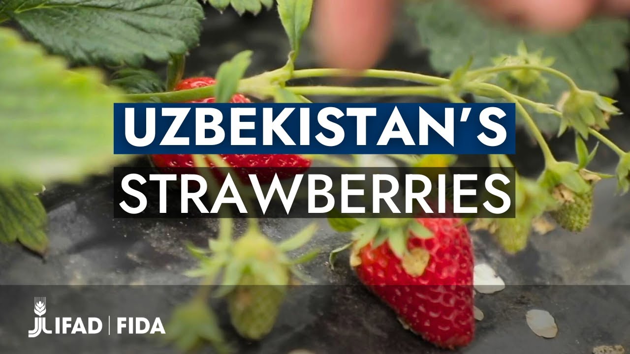 Uzbekistan&rsquo;s Strawberries: A Farmer&rsquo;s Story of Innovation and Sustainability