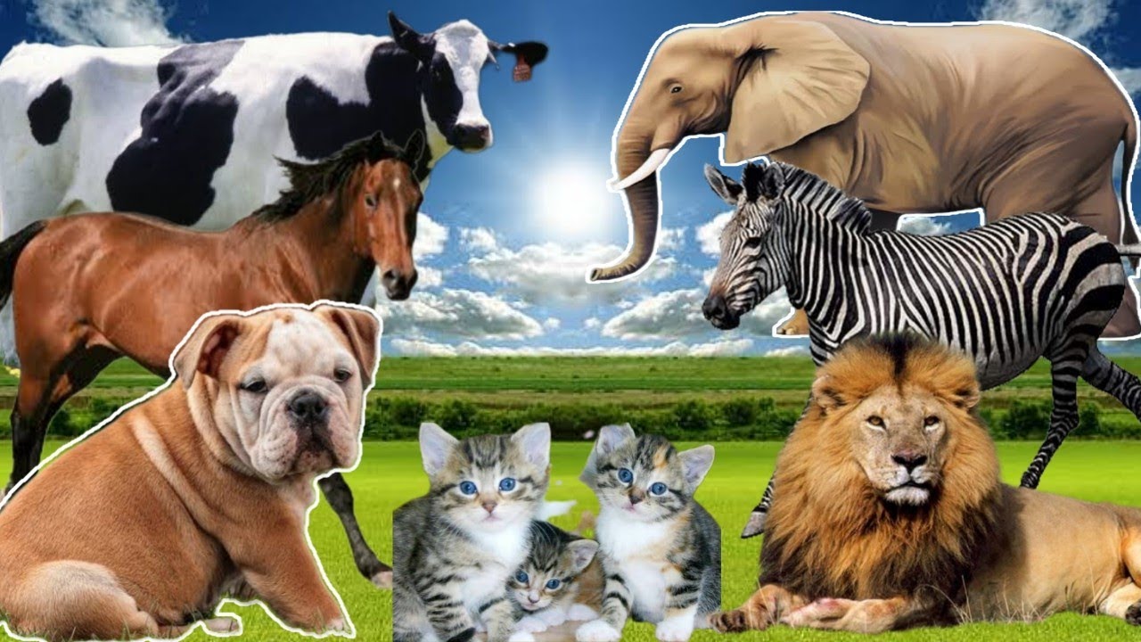 Mengenal Hewan: Sapi, kuda, anjing, kucing, singa, zebra, gajah