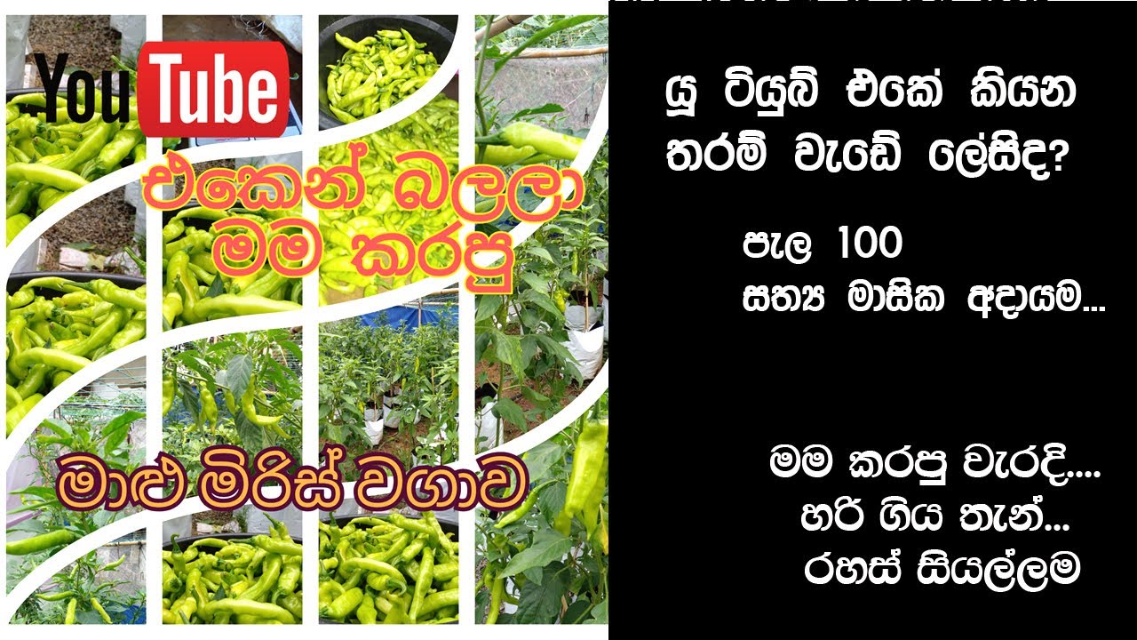 යූ ටියුබ් බලලා මම කරපු වගාව - 01