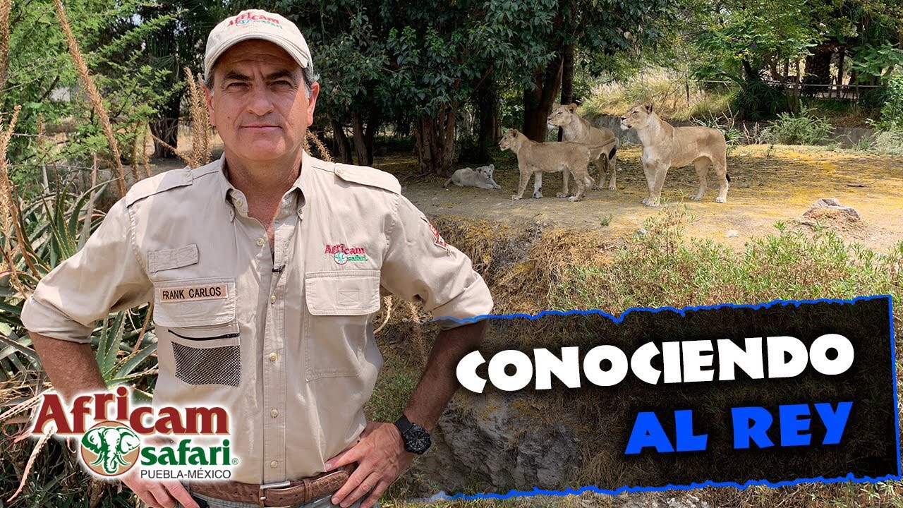 ¡CONOCIENDO A LA REALEZA 🦁! Con Frank Carlos Camacho