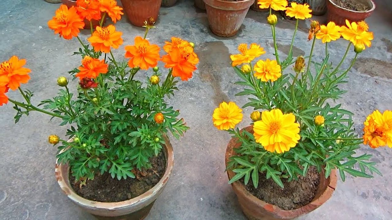 How To Make Your Cosmos Plant More Bushy & Flowery In Summer | Caring Tips