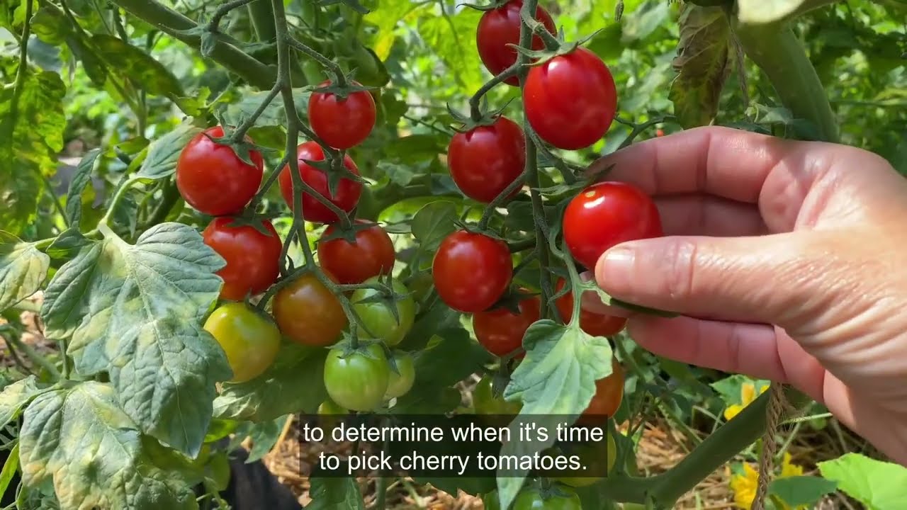 Harvesting Cherry Tomatoes