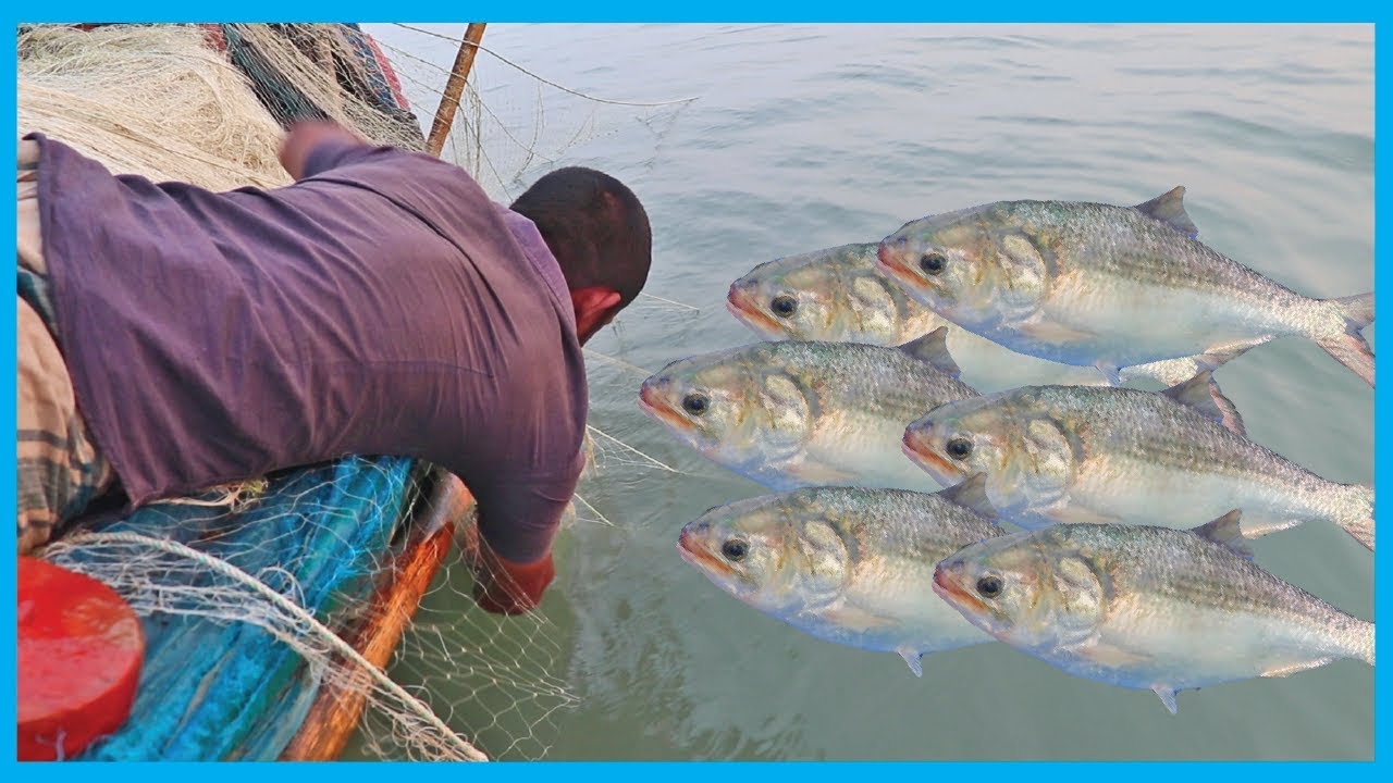 Fishers Apply Lay Down Fishing System to Catch Live Hilsa Fish | Fish Corn