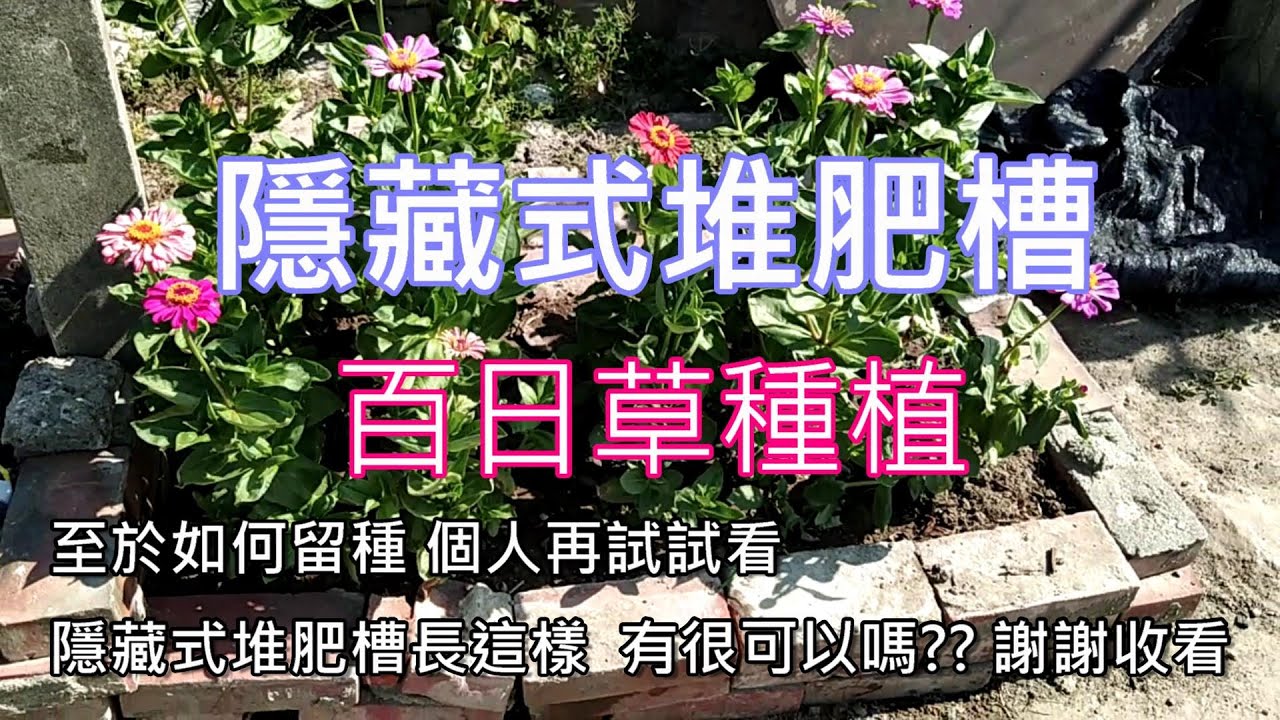 [隱藏式堆肥槽]02 百日草開花 夏日的花相對較少 但百日草種在盆栽 一樣可活得好外 開出的花讓人更是驚喜 花比想像中漂亮外 花期也很長 若有需要拿來吸引蜂群授粉 或是美化環境  其實都是不錯的選擇