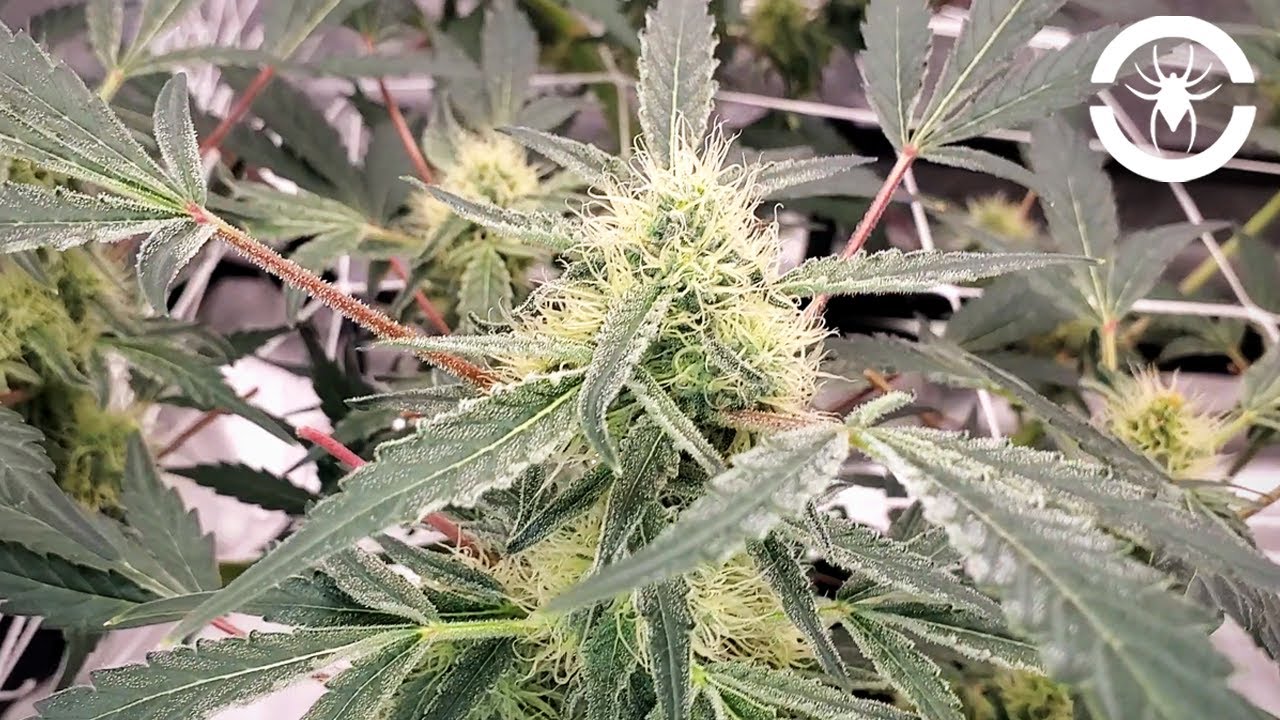 I Accidentally Flipped To Flower + First 5 Weeks of Flower - The Spider Grow: S3 EP4 | G8600