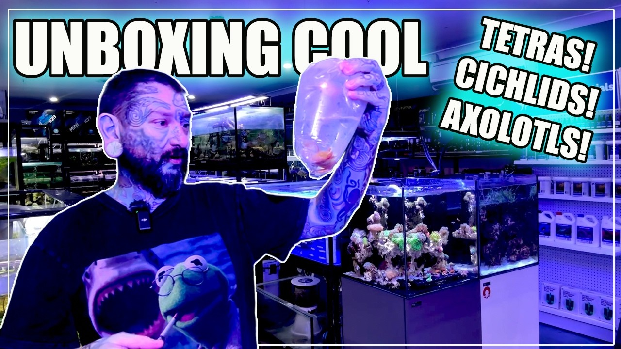 UNBOXING AXOLOTLS, TETRAS AND CRAZY CICHLIDS!