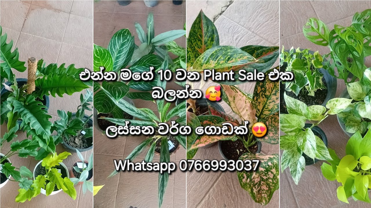 ලස්සන Plant වර්ග රැසක් - 10 වන Plant Sale එක 🥰🪴