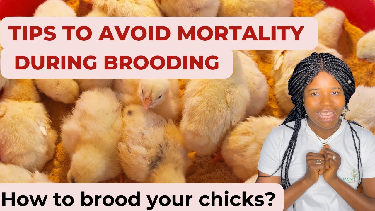 How To Brood Your Day Old Chickens With Low Mortality | Brooding Layer Chicks successfully