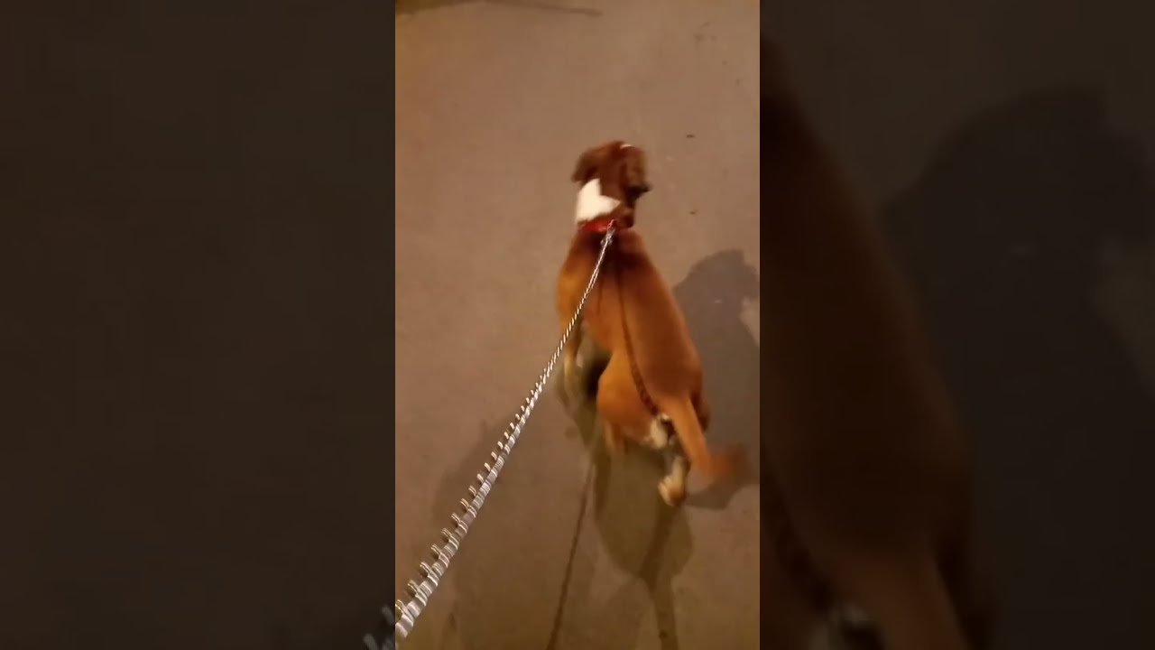 MrBob está en vivo en una plaza de chile 🇨🇱🐶 donde justo se habia cortado la luz. 😱🤯👻🐾🐶🐾 