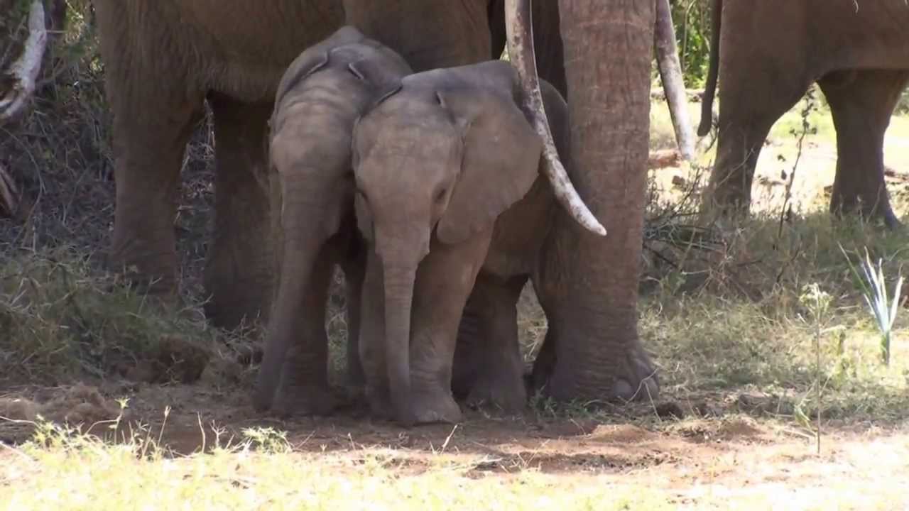 the cutest baby elephants   samburu