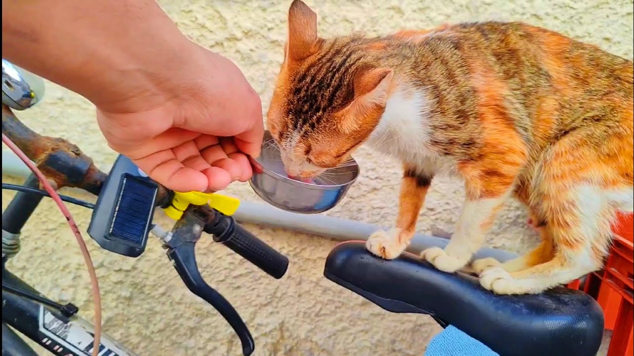 After long time gets milk🥛💓Feeding cat mother 🙀❤️🌿 in street living in poor life without any food 