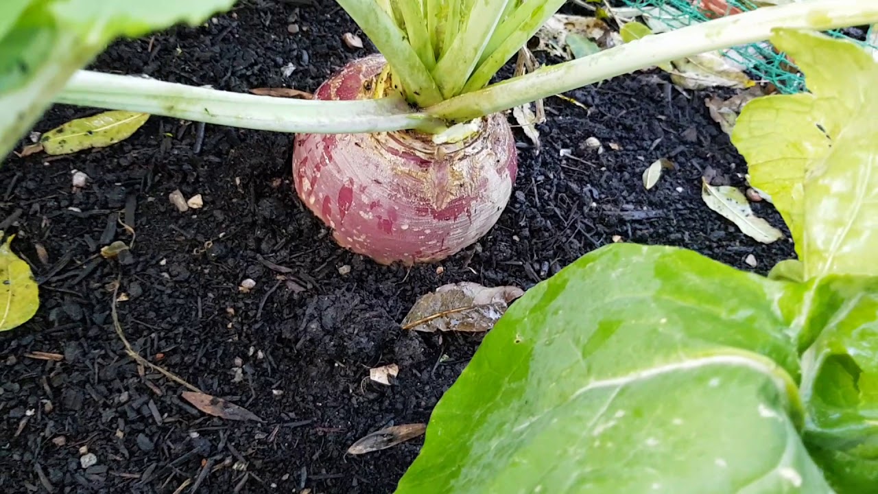 Swede update