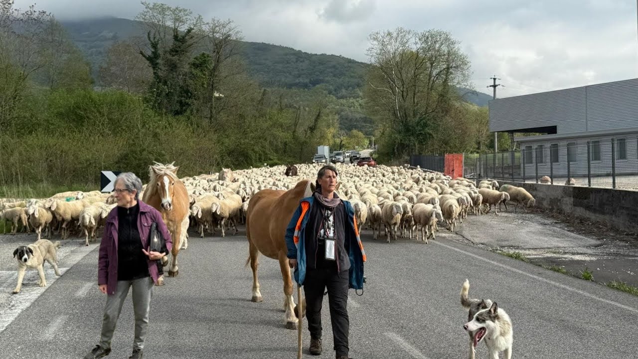 PASQUA in transumanza con la NONNA!🐑🦮🚶🏾&zwj;♀️😍