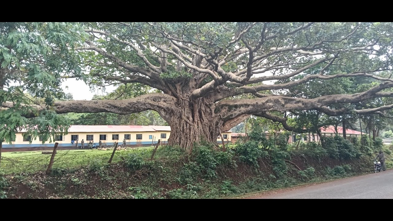 Summoned for Tradition: How a Sacred Tree Became a Political Fault Line