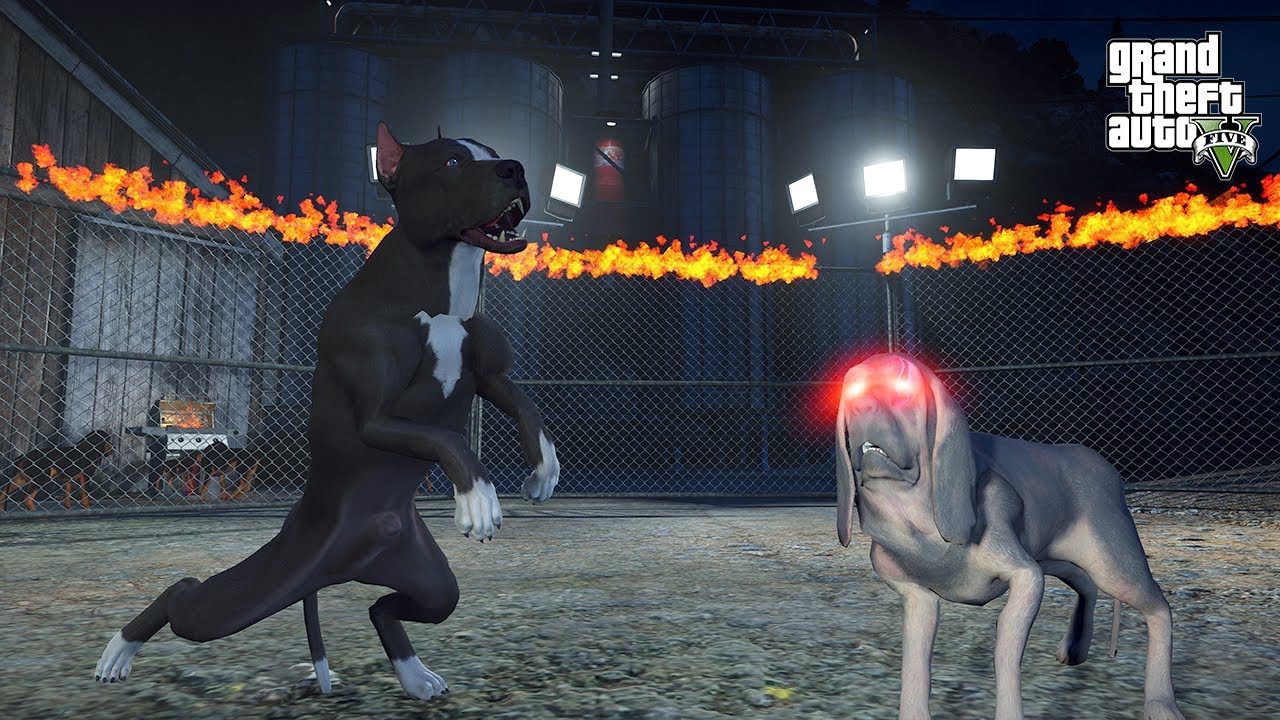 TERMİNATÖR KAN TAZISI LİDERİ AZAZİL İLE DÖVÜŞÜYOR! - GTA 5 PİTBULL'UN HAYATI