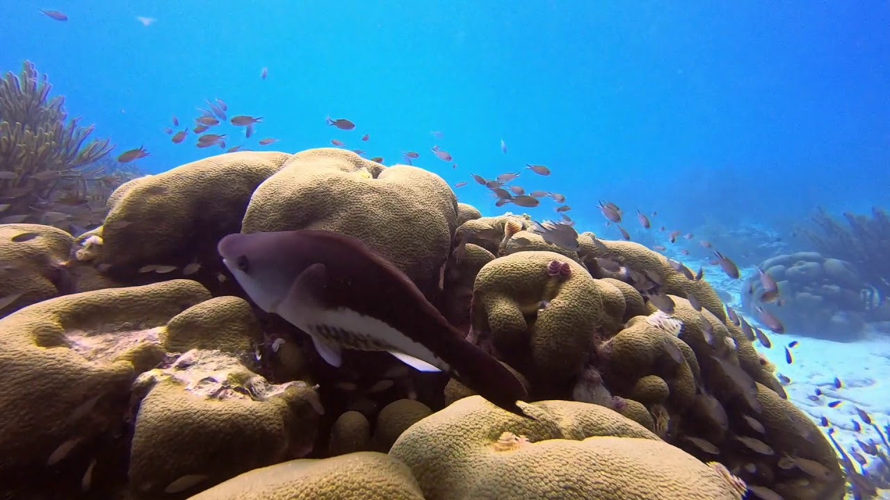 Shore diving with Tropical Divers