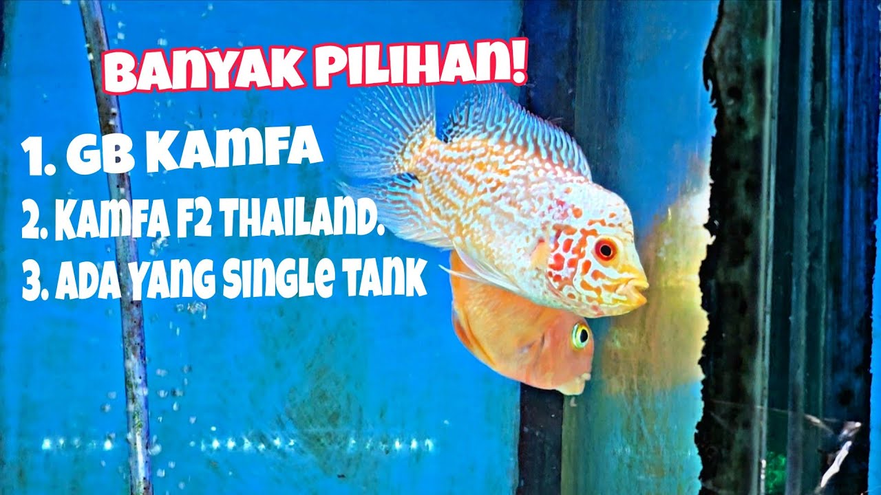 Banyak Pilihan! Jangan Sampe Lolos Louhan kamfa F2 Thailand!