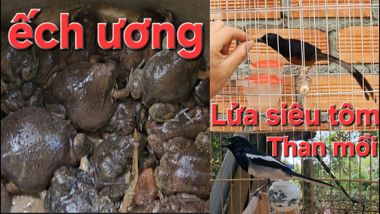 Món ngon, Chòe lửa siêu tôm, Chòe than mồi víp/ Tùng 90