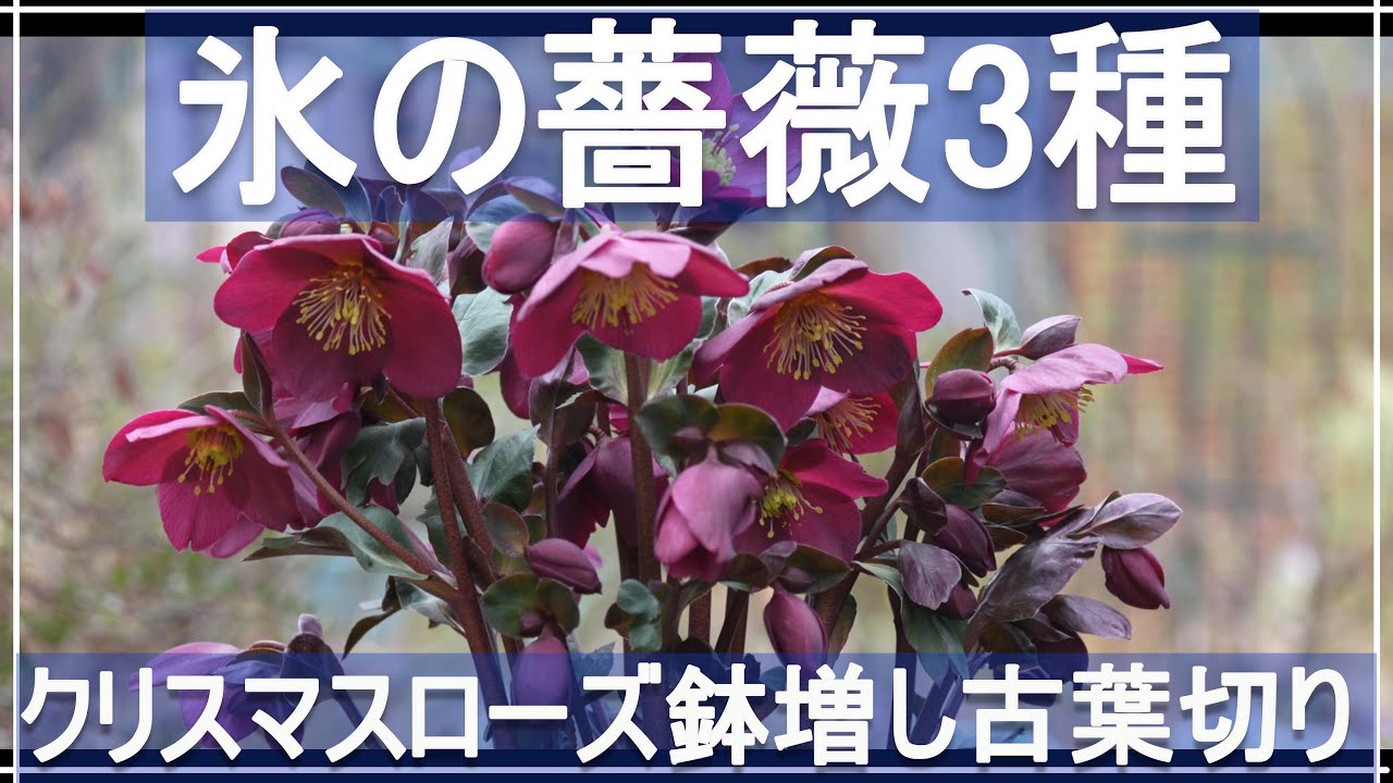 【クリスマスローズ氷の薔薇3種】古葉切りや花柄切りや鉢増し｜クリスマスローズの育て方【ガーデニング】【園芸】