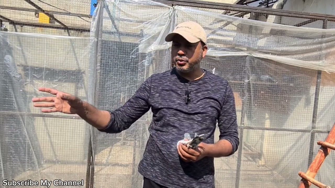 Kabootar Bazi per pabandi ? Punjab Govt. in action about Pigeons fake news | Muhammad Riaz Pigeons