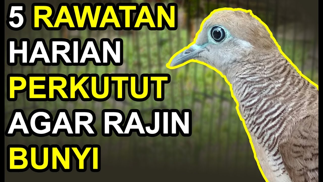 5 RAWATAN HARIAN PERKUTUT AGAR RAJIN BUNYI