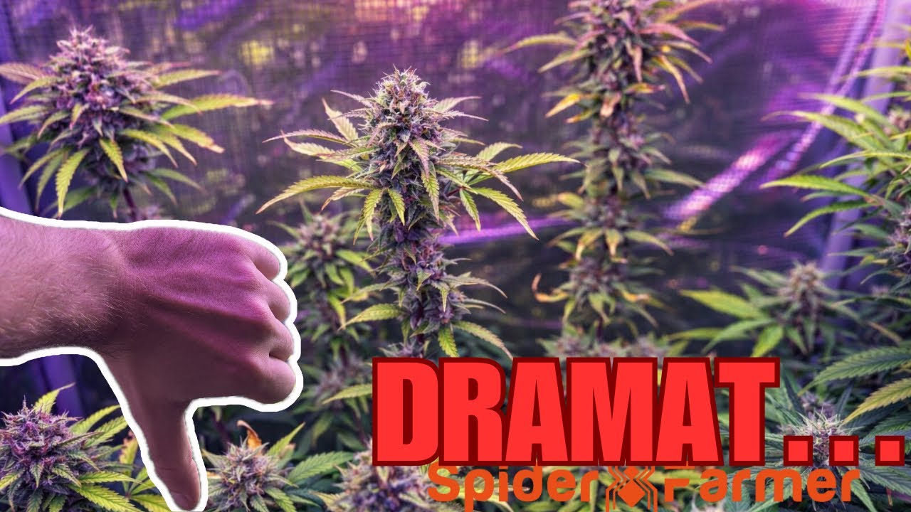 OTWARCIE GROWBOXA - TO KONIEC UPRAWY? (Spider farmer sf1000)