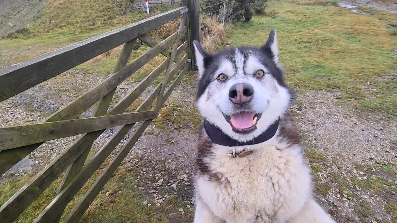This Husky Malamute is Actually hilarious!