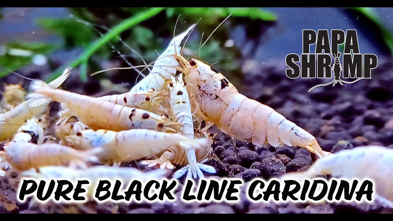 Pure Black Line Shrimp