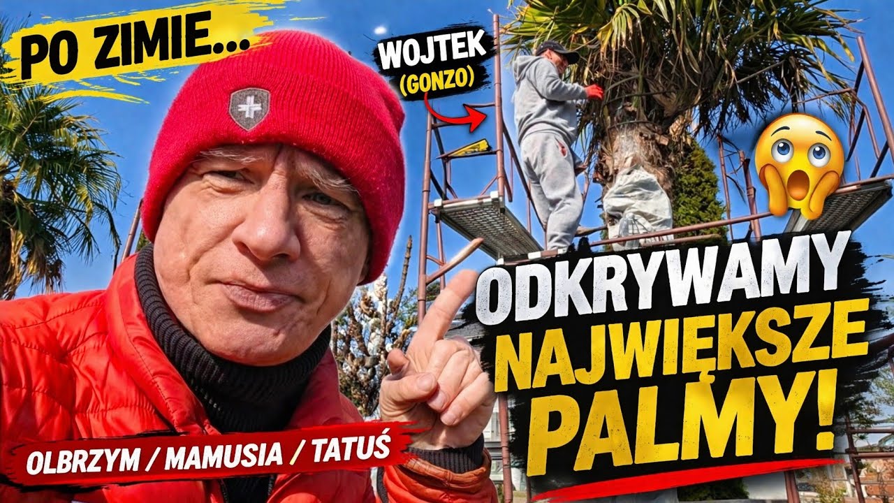 🪜Musieliśmy wejść na rusztowanie&hellip; odkrywam największe palmy w moim ogrodzie po zimie❄️🌴