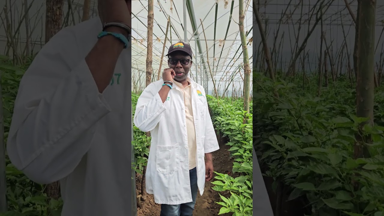 Harvesting Habanero Chilli in the Greenhouses for Export. #greenhousefarming #habanero #export