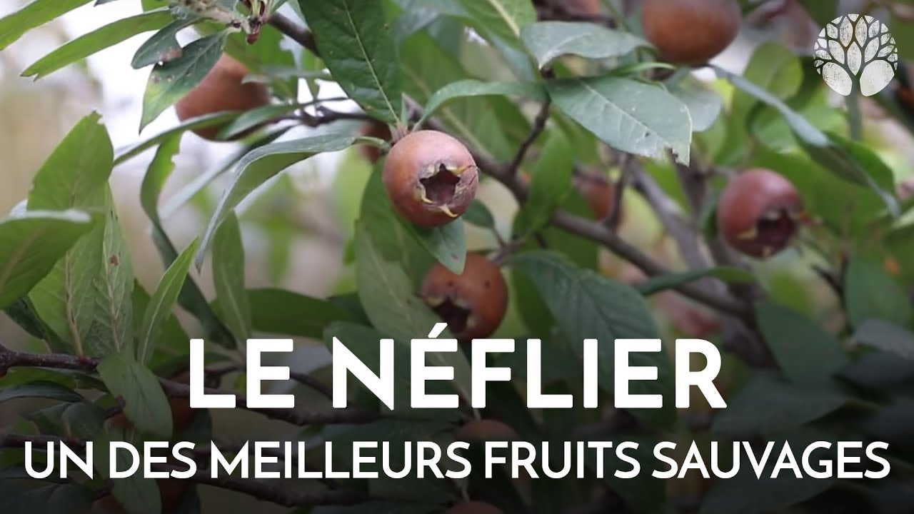 Le n&eacute;flier, un des meilleurs fruits sauvages