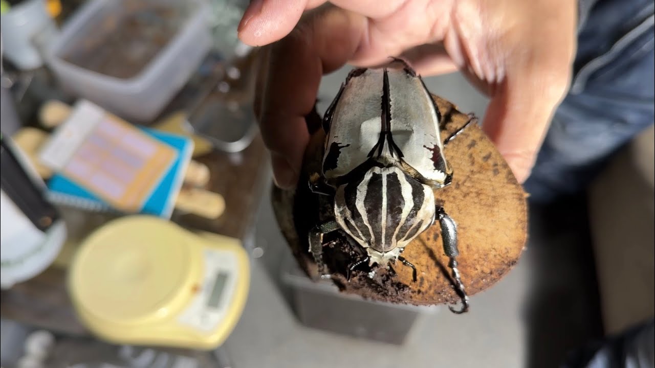 夢の昆虫、ゴライアスオオツノハナムグリ！に大興奮